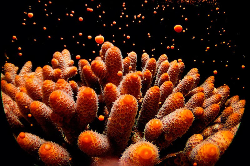 Rам’янисті корали Acropora millepora