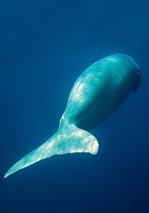 Морська корова (Dugong dugon)