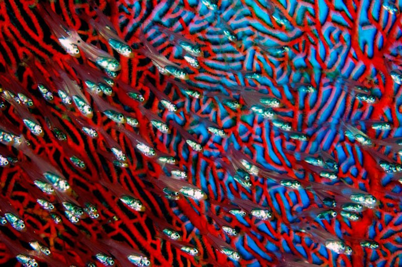 Рибки-кардинали (Rhabdamia gracilis) пропливають на фоні рогового корала горгонарії (Subergorgia sp.)
