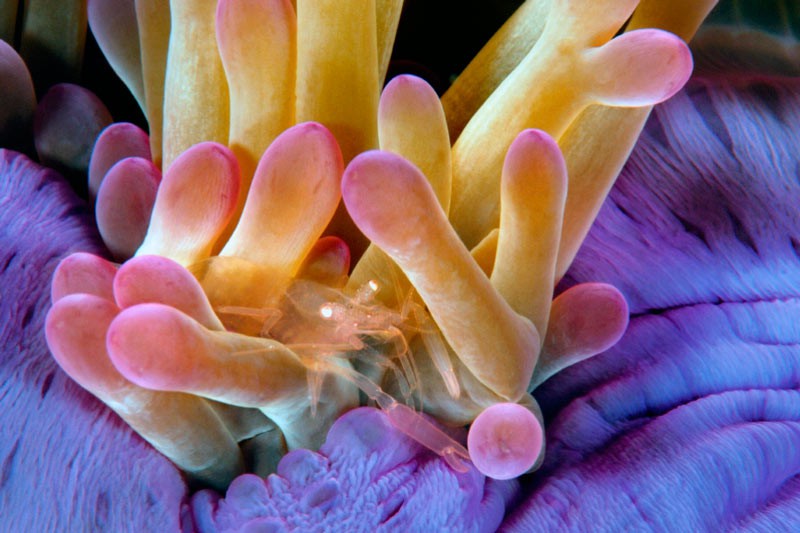 Прозора креветка в щупальцях актинії розкішної