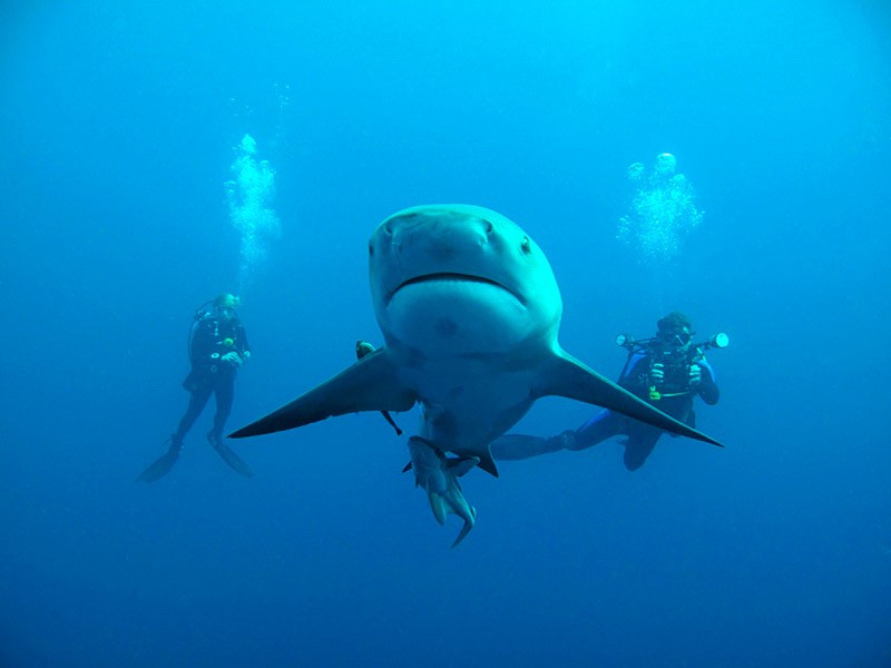 Дайвінг з акулами