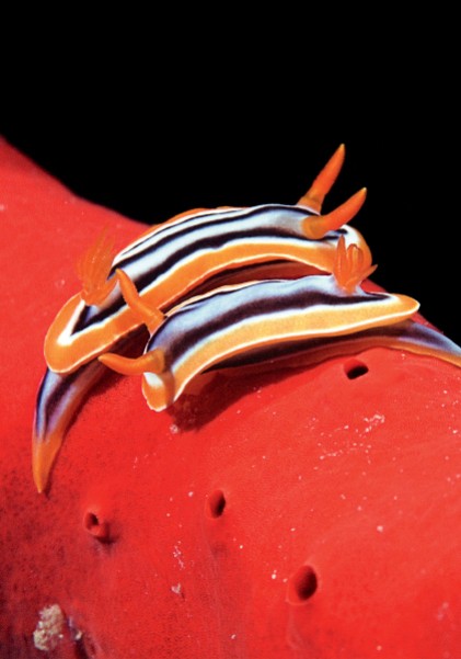 Голожаберні молюски (Chromodoris quadricolor)
