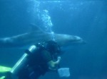 diving-dolphin-02.jpg