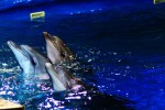diving-dolphin-10.jpg
