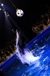 diving-dolphin-17.jpg