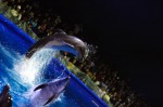 diving-dolphin-19.jpg