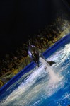 diving-dolphin-21.jpg