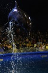diving-dolphin-22.jpg
